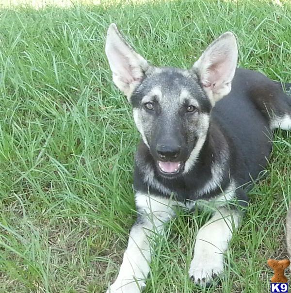 german shepherd puppy posted by Halo German Shepherds